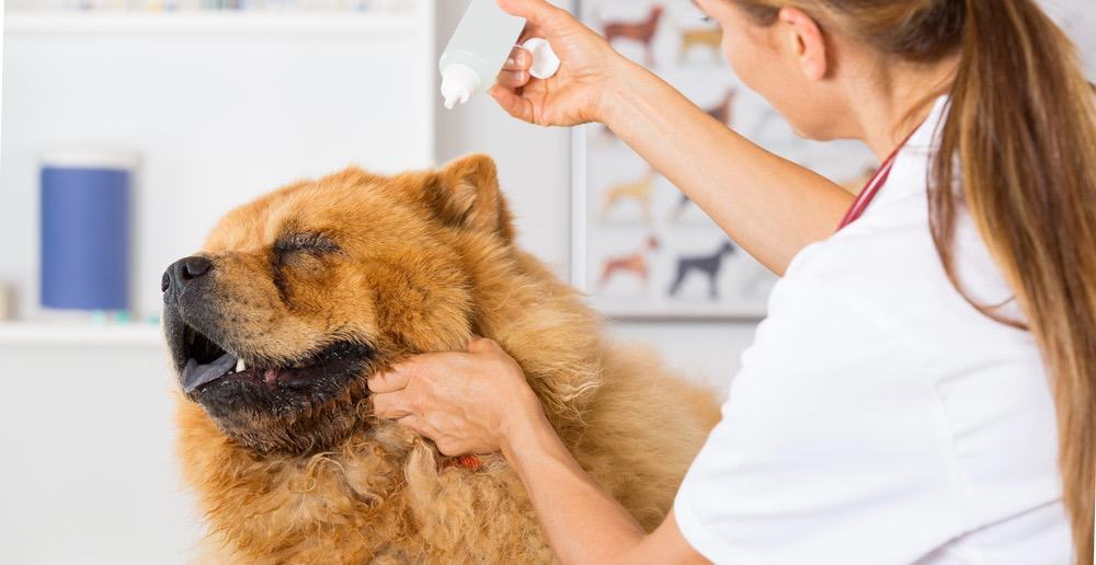 Dog Ear Wax Color Chart | What To Watch For & Ear Cleaning