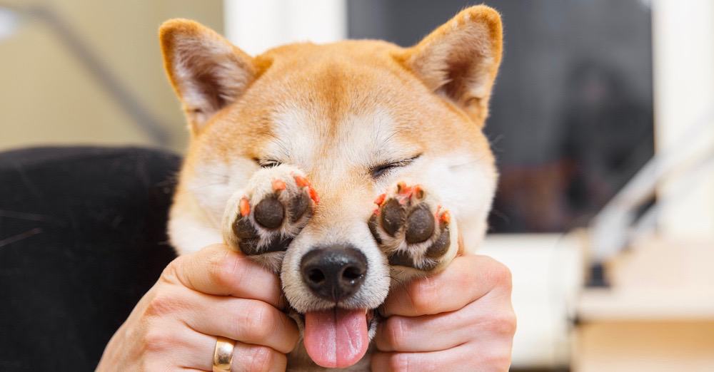 Dogs Nails