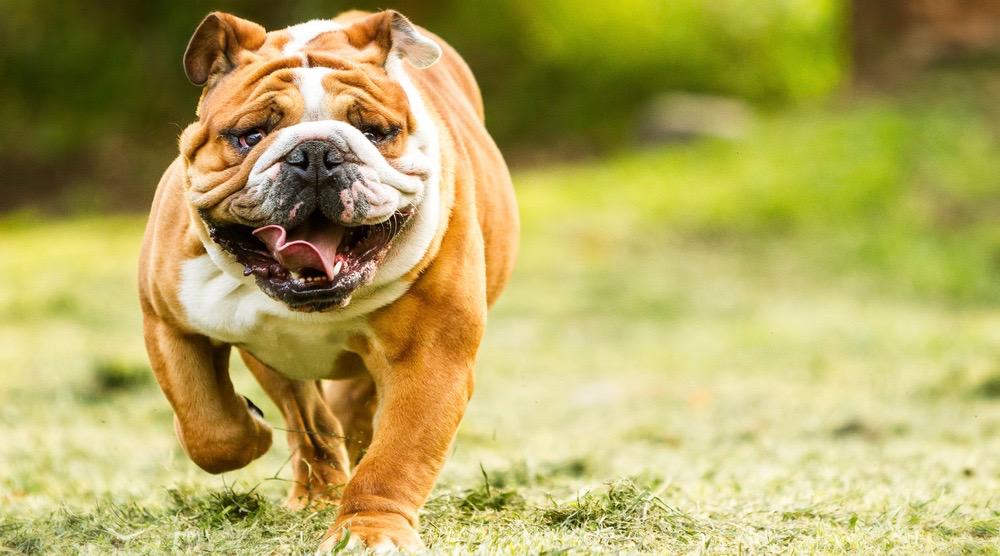 are old english bulldogs considered a aggressive breed