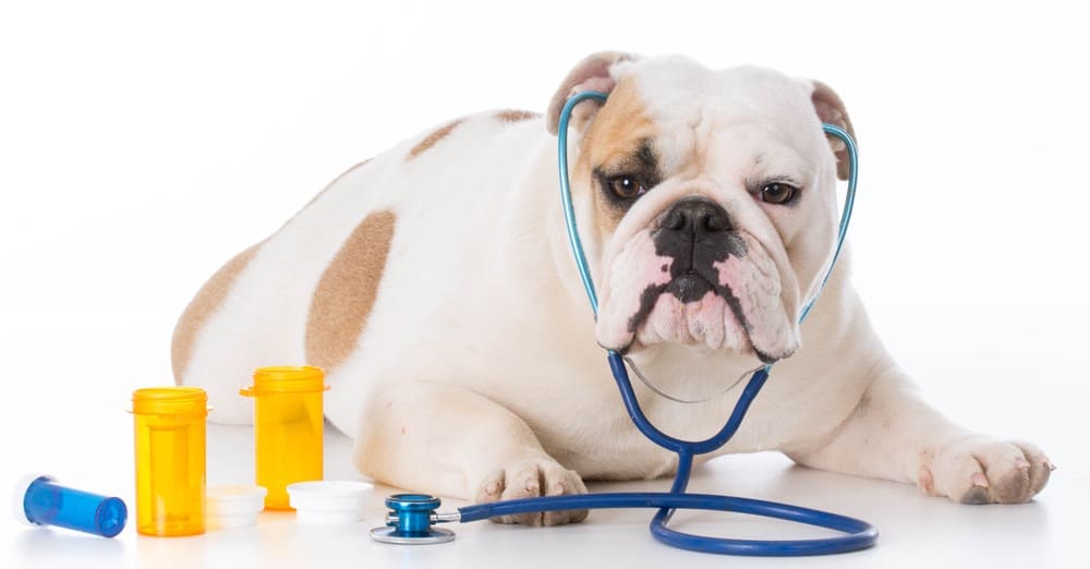 English Bulldog Health Problems