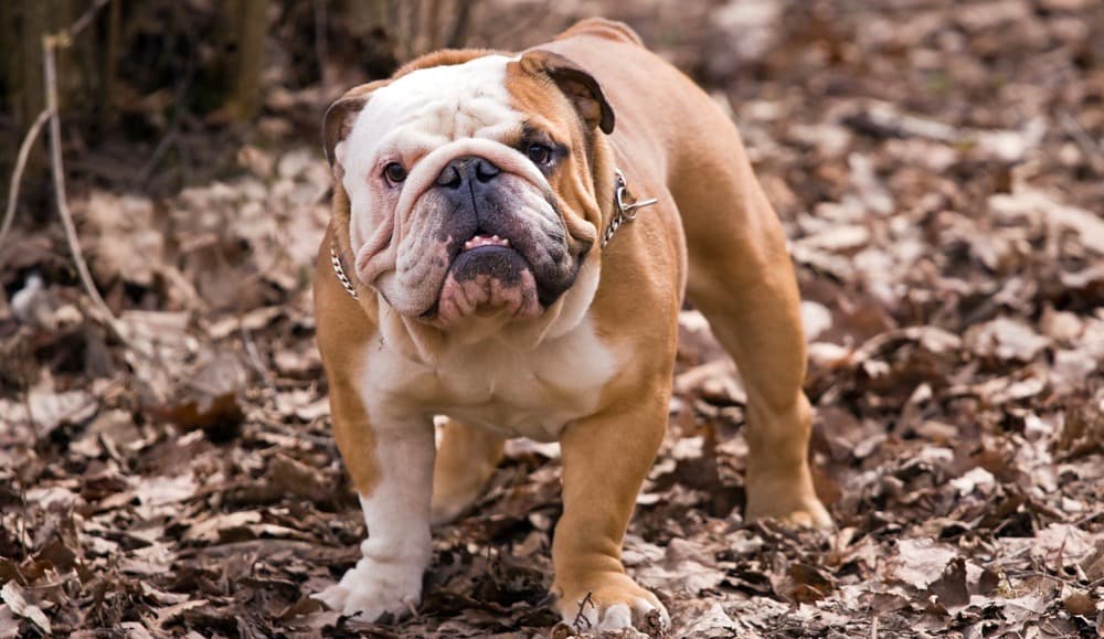 English Bulldog History