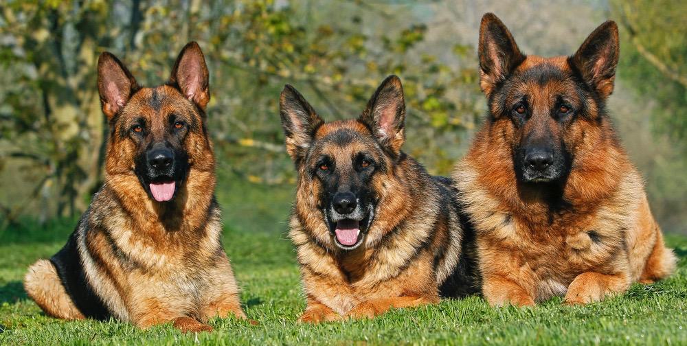 do german shepherd ears stand up naturally