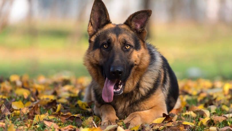 When Do German Shepherd Ears Stand Up | Puppy Ear Stages