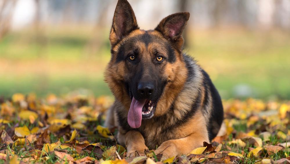 German Shepherd Floppy Ears