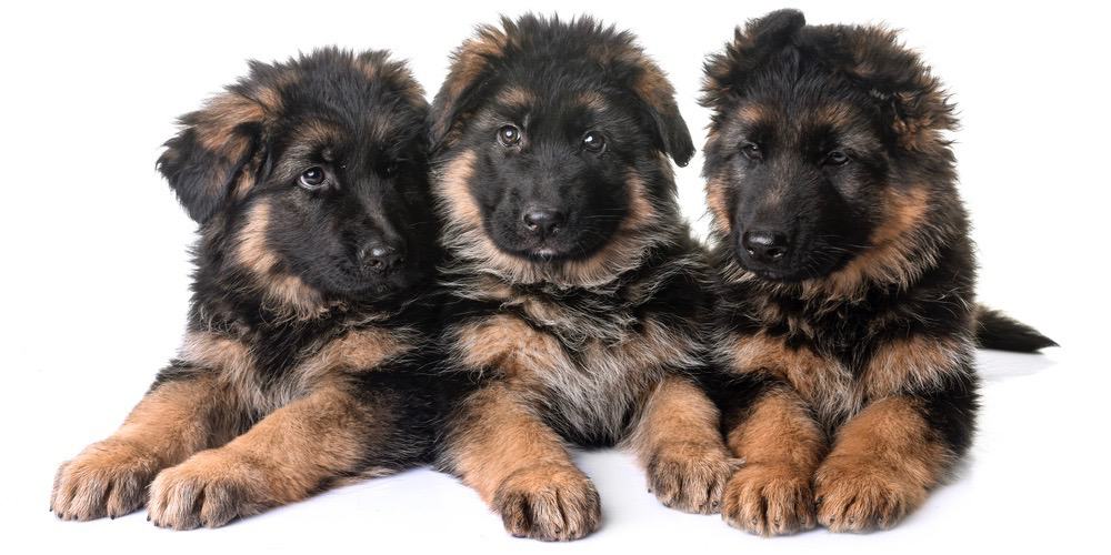 are german shepherd pups ears supposed to stand up