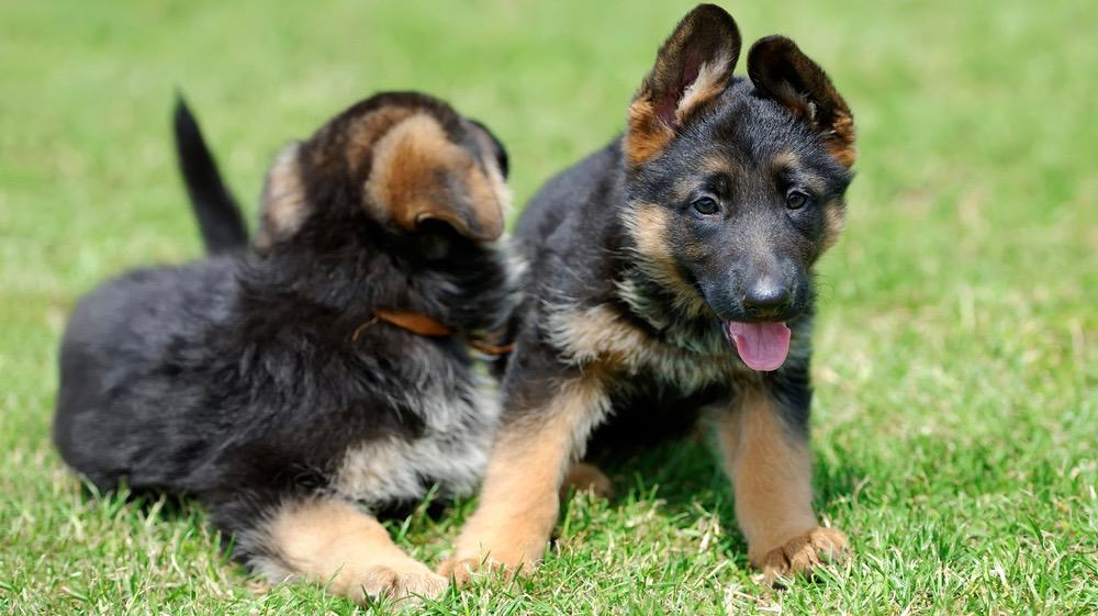 German Shepherds Floppy Ears