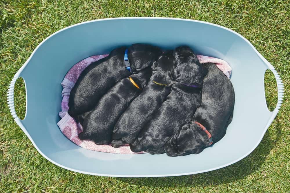 Giant Schnauzer Diet