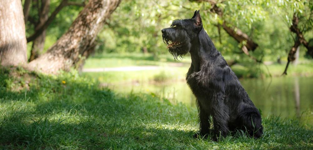 Giant Schnauzer Fully Grown