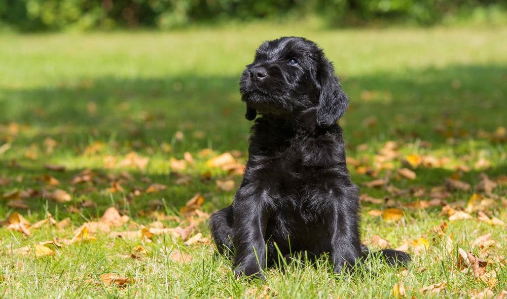 Giant Schnauzer Height Chart