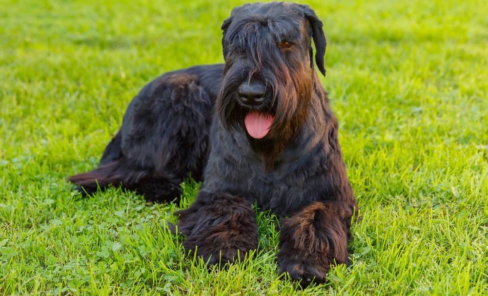 Giant Schnauzer Nutrition