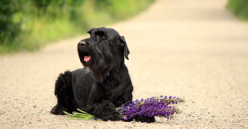 Giant Schnauzer Puppy Growth Chart