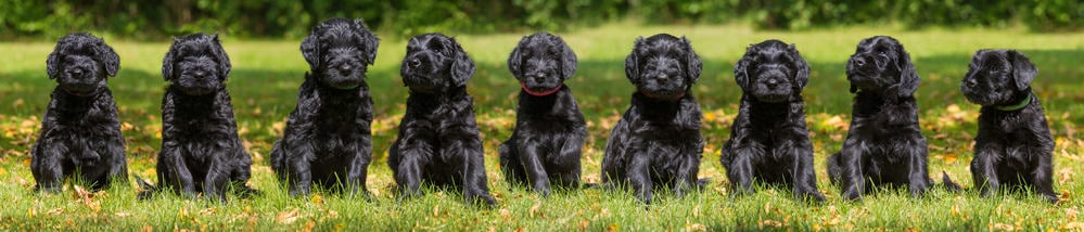 Giant Schnauzer Puppy Weight Chart