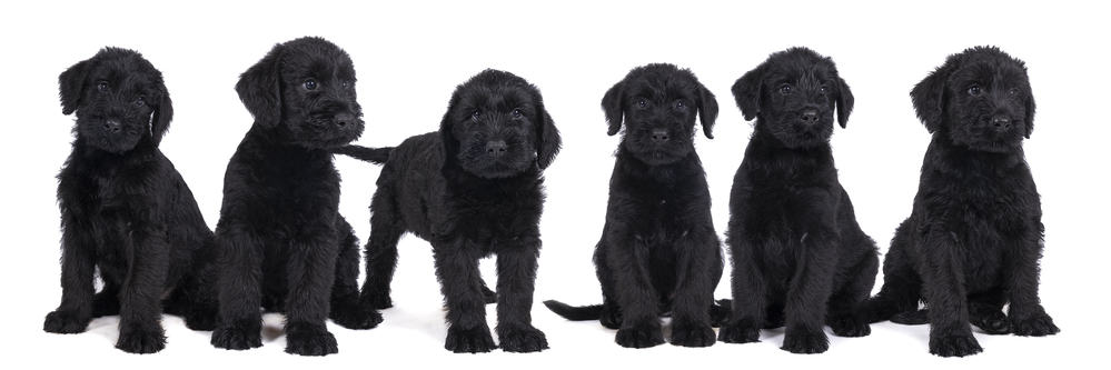 Giant Schnauzer Weight Chart