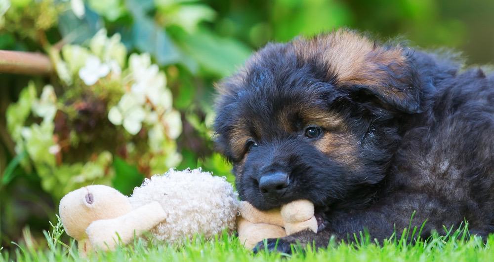 How to Help your German Shepherd’s Ears to Stand Up