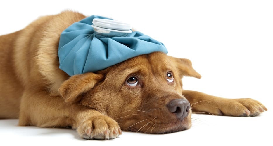 Kennel Cough Symptoms