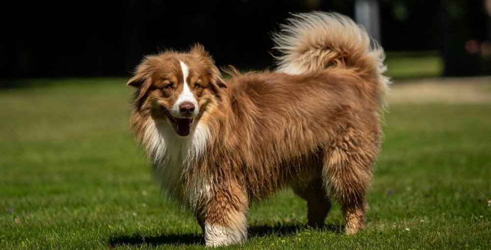 mini australian shepherd size comparison