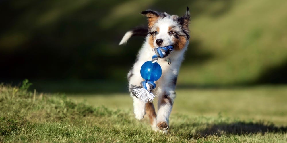 Mini_Australian Shepherd Temperament