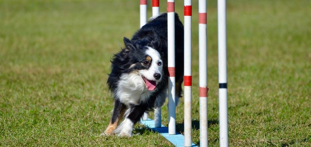 Mini_Australian Shepherd Training