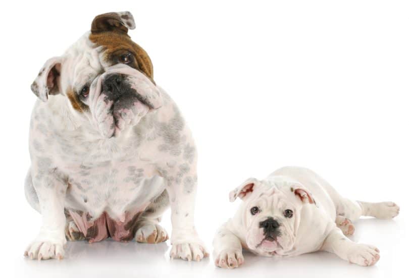 Dog Ear Positions Chart What Your Dog's Ear Position Means