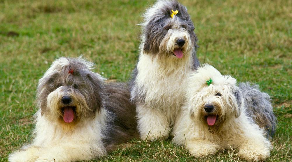 Old English Sheepdog Development