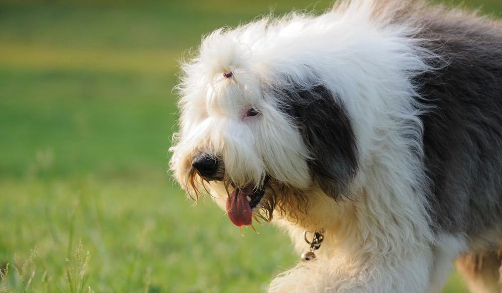 are old english sheepdogs easy to keep weight on