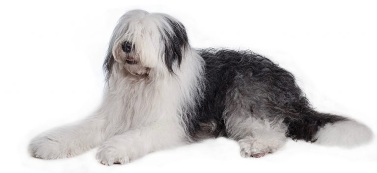 Old English Sheepdog Weight Chart | OES Size & Growth Chart