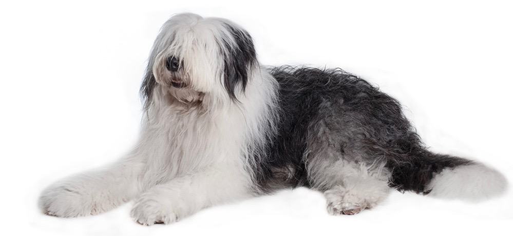 are old english sheepdogs easy to keep weight on