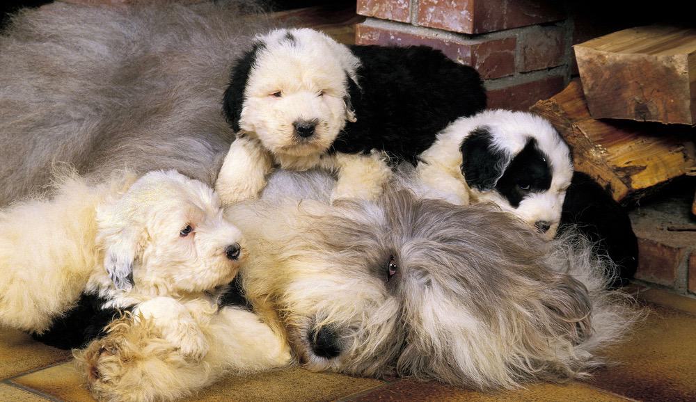 are old english sheepdogs easy to keep weight on