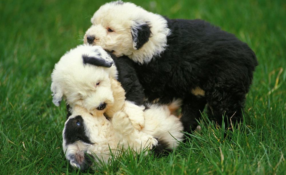 Old English Sheepdog Puppy Weight Chart