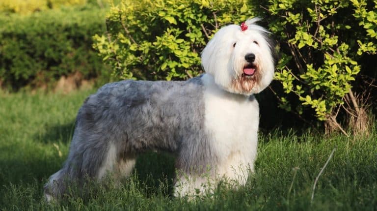 Old English Sheepdog Weight Chart – OES Size & Growth Chart