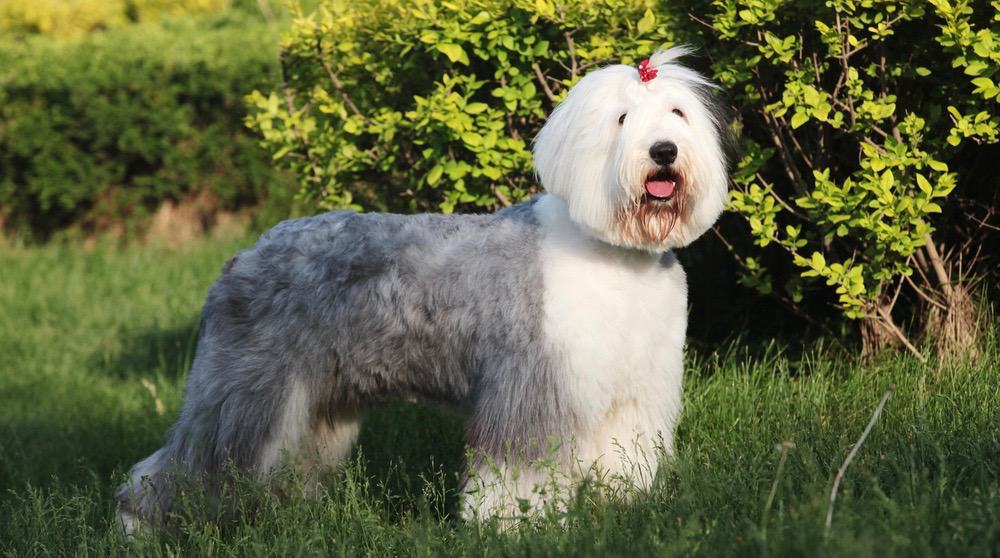 Old English Sheepdog Weight Chart | OES Size & Growth Chart