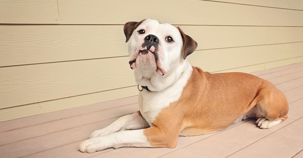 Olde English Bulldogge History