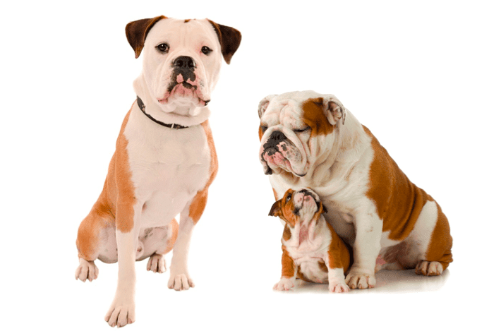 Olde English Bulldogge vs English Bulldog | Breed Comparison