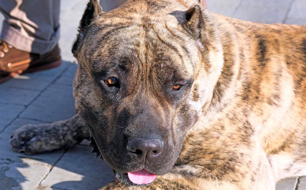 Presa Canario Temperamenta