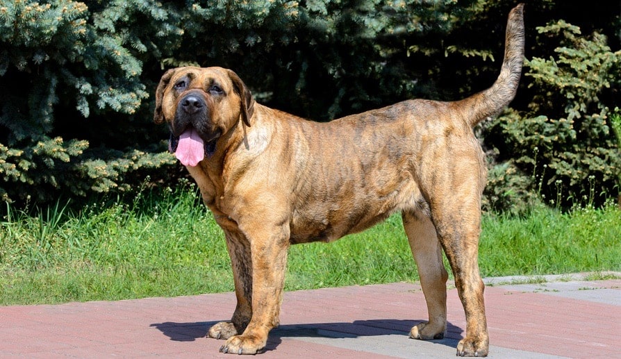 Presa Canario Appearance