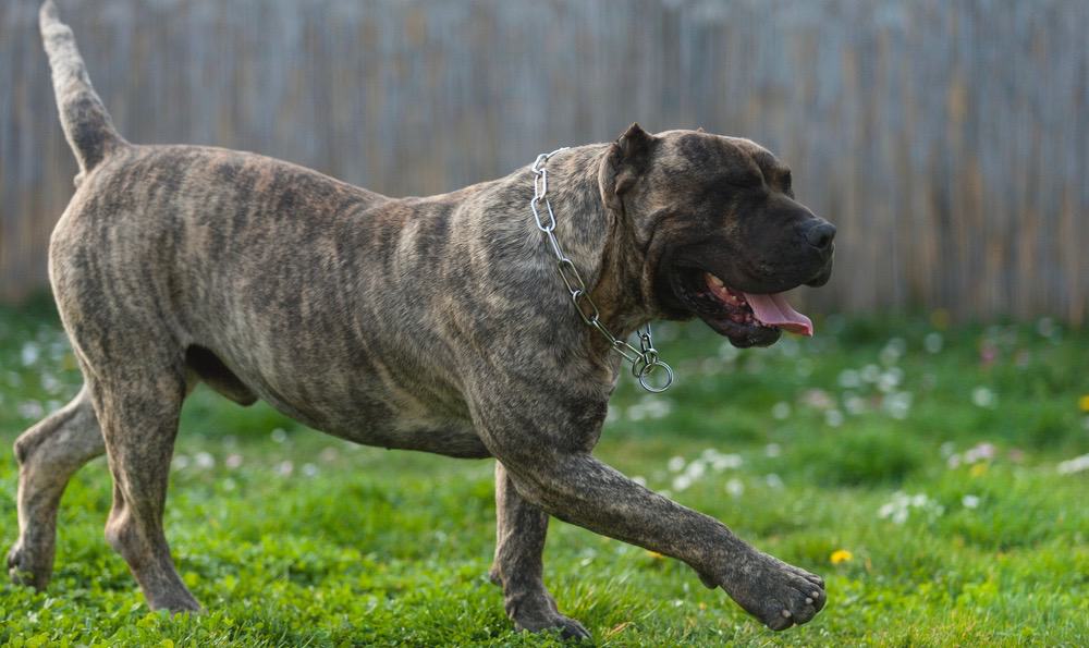 Presa Canario Training & Exercise