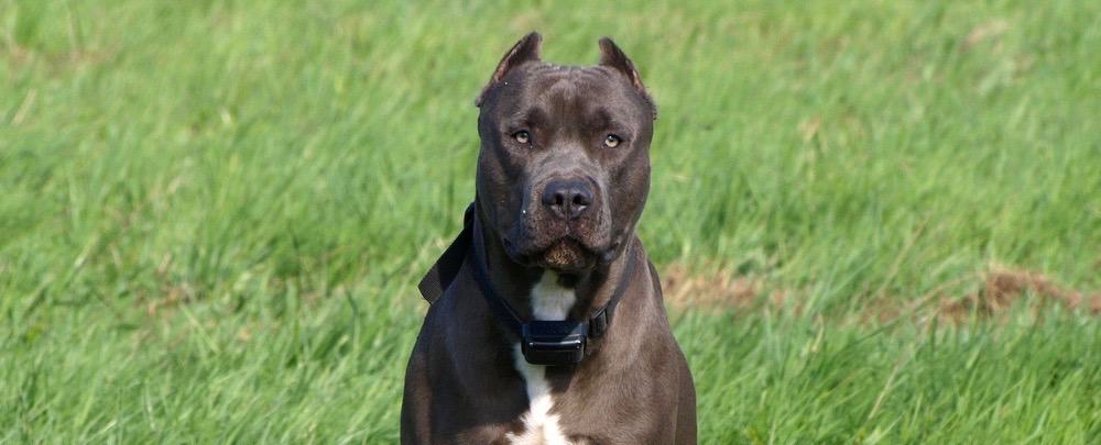 Razor Edge Pitbull Ear Cropping