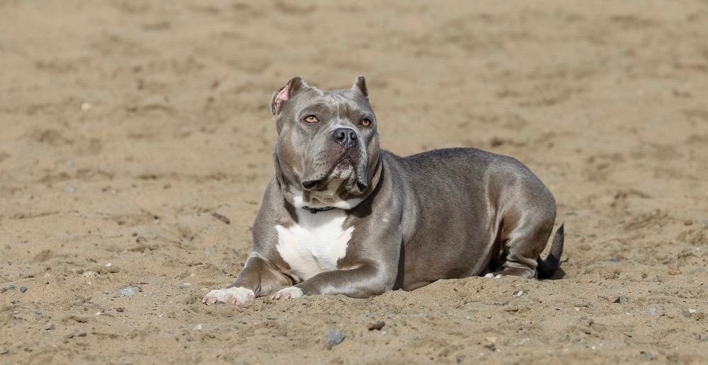 Razor Edge Pitbull Look