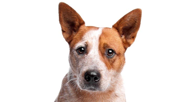 Red Australian Cattle Dog