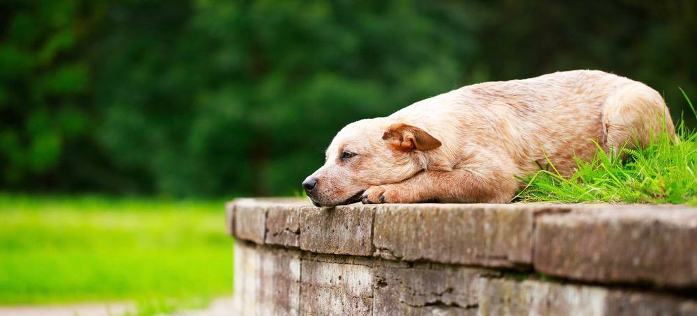 Australian Cattle Dog Domesticated