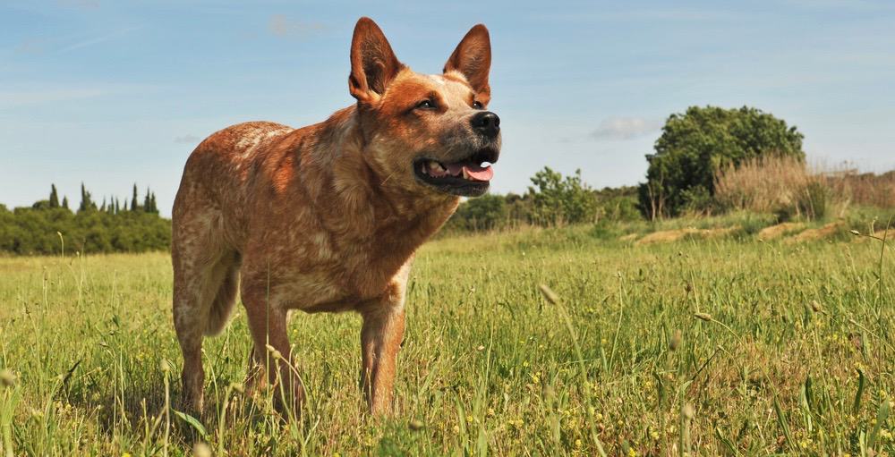 Red Australian Cattle Dogs