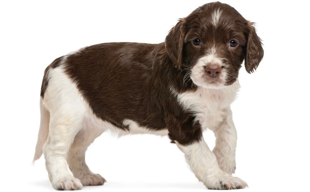 Springer Spaniel Growth Chart Size & Weight Chart