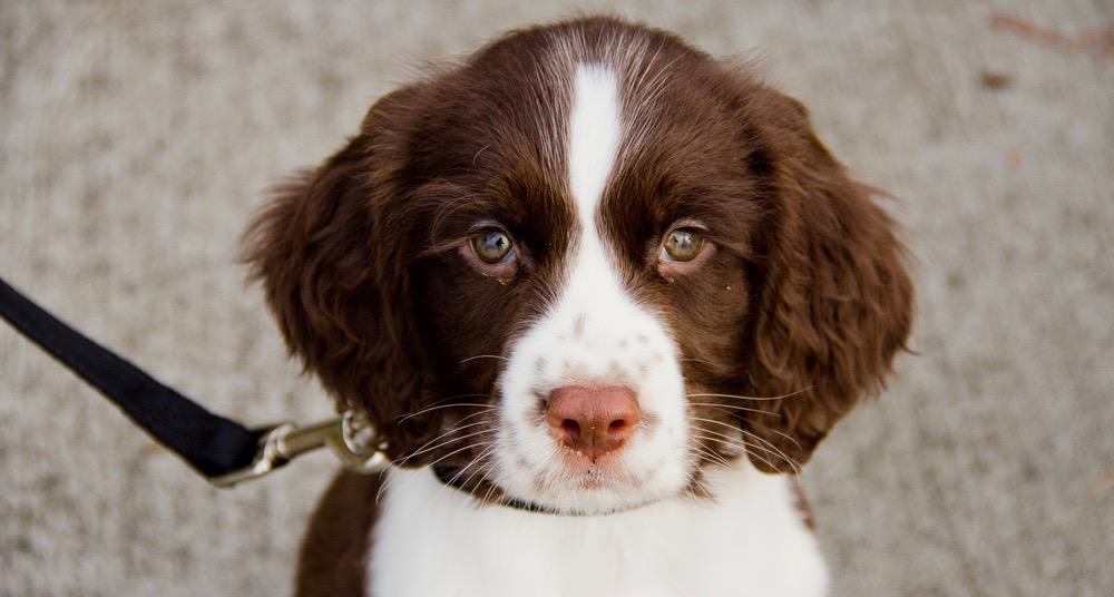 springer-spaniel-growth-chart-size-weight-chart