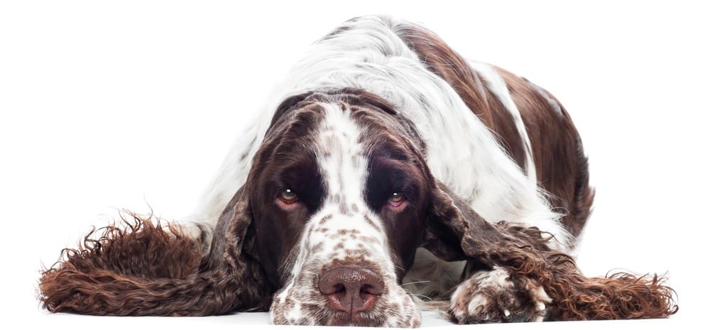 Springer Spaniel Diet