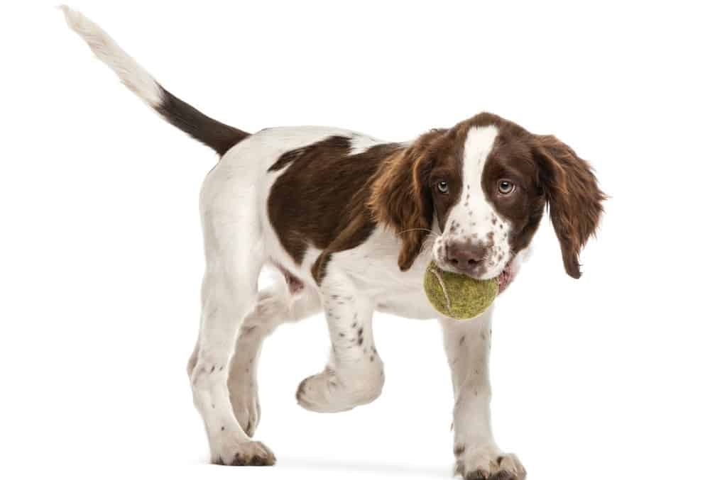 how big will my springer spaniel get