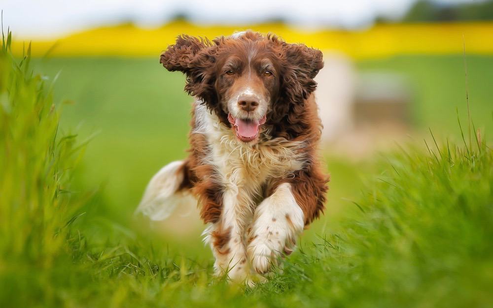 Springer Spaniel Growth Chart