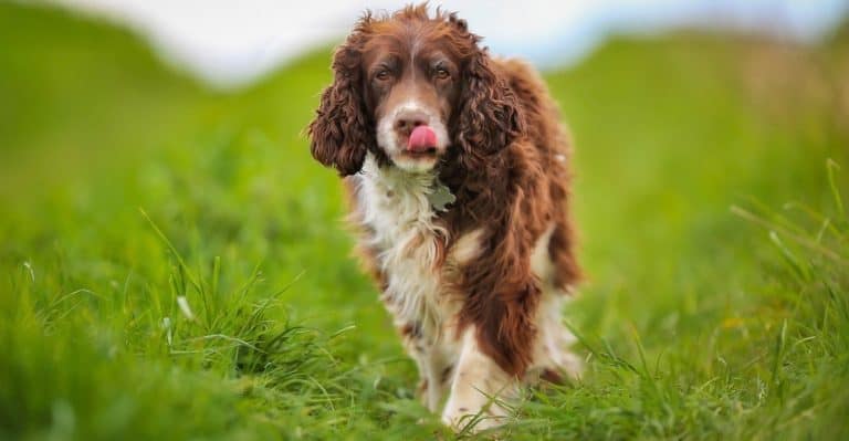 Springer Spaniel Growth Chart – Size & Weight Chart