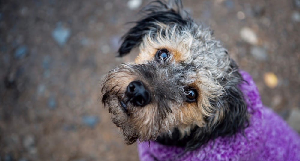 Yorkipoo Size Chart