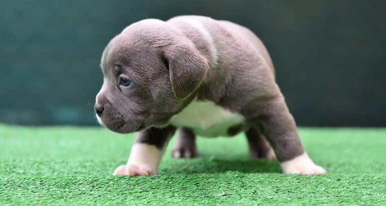 American Bully Breeders – American Bully Puppies For Sale
