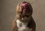 American Bully Puppy Feeding Chart